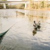 abfischungen_fischzucht_ilmenau_fische_umsetzen_022