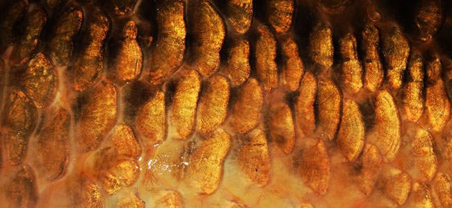 karpfen_fischzucht_beauty_carps