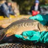 fisch_zucht_beauty-carps_karpfen_003