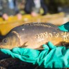 fisch_zucht_beauty-carps_karpfen_011