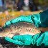 fisch_zucht_beauty-carps_karpfen_014