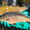 fisch_zucht_beauty-carps_karpfen_015