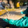 fisch_zucht_beauty-carps_karpfen_021