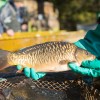 fisch_zucht_beauty-carps_karpfen_026