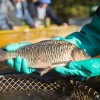 fisch_zucht_beauty-carps_karpfen_027