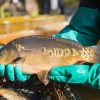 fisch_zucht_beauty-carps_karpfen_034