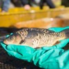 fisch_zucht_beauty-carps_karpfen_045