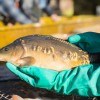 fisch_zucht_beauty-carps_karpfen_051