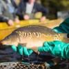 fisch_zucht_beauty-carps_karpfen_057