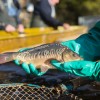 fisch_zucht_beauty-carps_karpfen_058