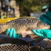 fisch_zucht_beauty-carps_karpfen_073