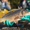 fisch_zucht_beauty-carps_karpfen_078