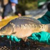 fisch_zucht_beauty-carps_karpfen_082