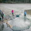 abfischung_thueringen_2014_fischzucht_011