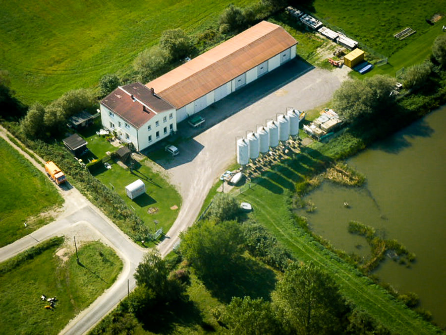Gräfinauer Teiche Karpfen Fischzucht Beauty Carps
