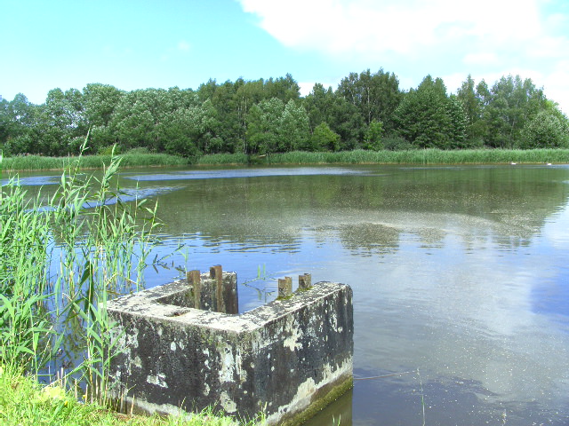 Ilmenauer Teichgebiet Karpfen Fischzucht Beauty Carps
